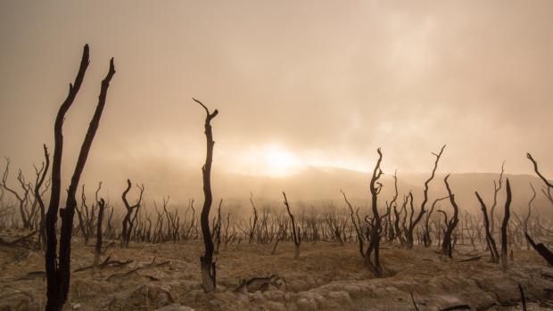 barren field with dead plants