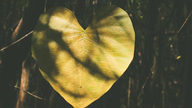 leaf in the shape of a heart