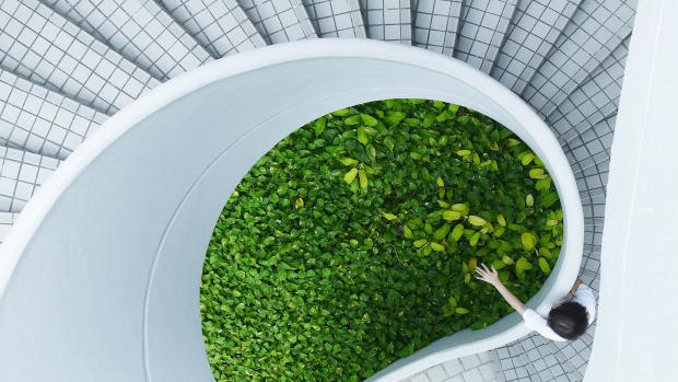 green plants in a house